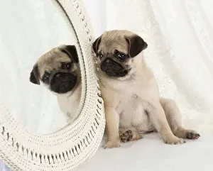 Mirrors: DOG. Pug puppy with a mirror