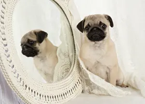 Mirrors: DOG. Pug puppy with a mirror