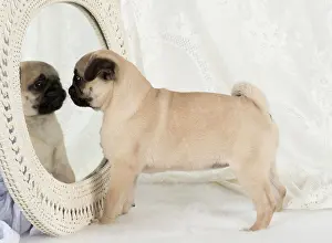 Mirrors: DOG. Pug puppy with a mirror