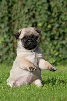 Yoga: Dog Pug puppy paws raised