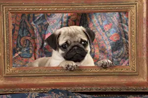 Frames: DOG. Pug puppy in a picture frame