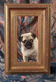 Frames: DOG. Pug puppy in a picture frame