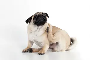 Carlin: DOG - Pug puppy scratching
