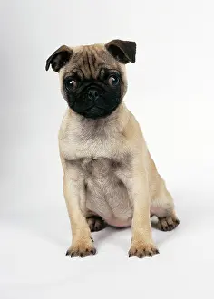 Startled: DOG - Pug puppy, sitting