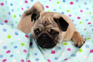 Wrinkle: DOG - Pug puppy on spotted blanket