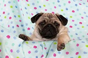 Wrinkle: DOG - Pug puppy on spotted blanket