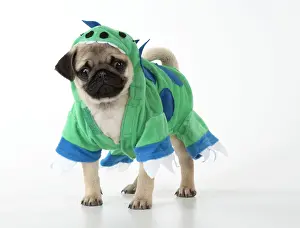 Fancy: DOG. Pug puppy wearing a dragon outfit