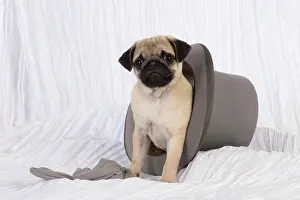 Weddings: DOG. Pug puppy in a wedding top hat