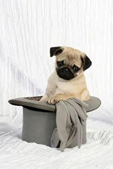 Weddings: DOG. Pug puppy in a wedding top hat
