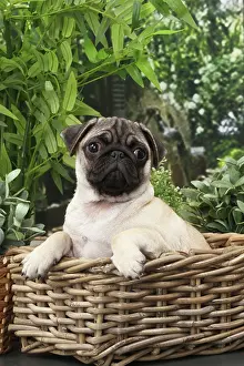 Wicker: Dog Pug puppy in wicker basket