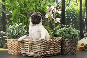 Wicker: Dog Pug puppy in wicker basket