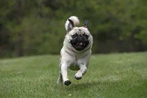 280618: DOG. Pug running in a garden
