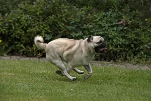 280618: DOG. Pug running in a garden