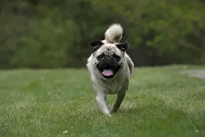 Pugs: DOG. Pug running in a garden