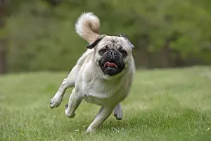 Pugs: DOG. Pug running in a garden