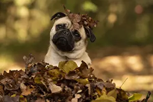 Thoughtful: DOG. Pug sitting in a pile of autumn leaves