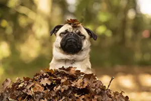 100119: DOG. Pug sitting in a pile of autumn leaves