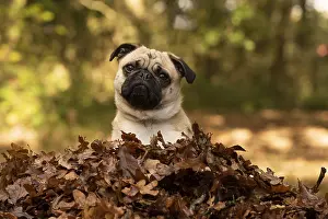 100119: DOG. Pug sitting in a pile of autumn leaves