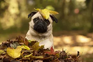 100119: DOG. Pug sitting in a pile of autumn leaves