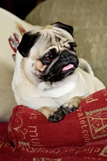 Pillow: Dog - Pug sitting on pillow
