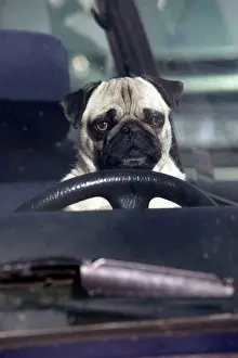 Anthropomorphic: DOG - pug sitting behind wheel of car