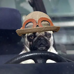 Drivers: DOG - pug sitting behind wheel of car with hat
