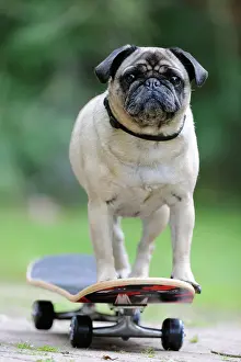 Skateboard: DOG. Pug on skateboard