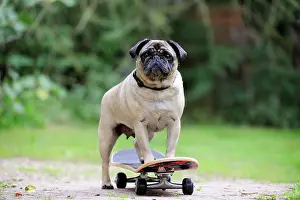 Skateboard: DOG. Pug on skateboard