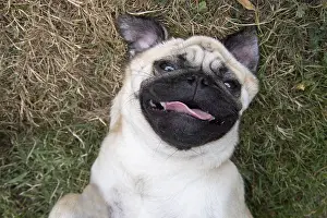 310818: DOG. Pug on its back smileing