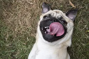 310818: DOG. Pug on its back smileing