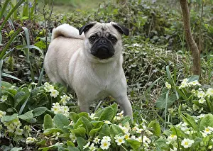 Pugs: DOG. Pug in a spring garden