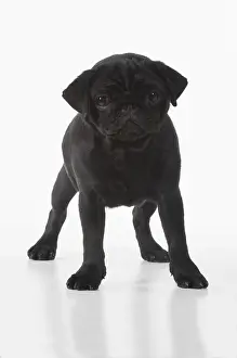 Pekingeses: DOG. Pug, studio