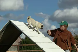 Obedience: Dog - pug being trained on agility course with owner