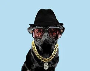 100817: Dog - Pug wearing glasses gold chain and hat - Hip