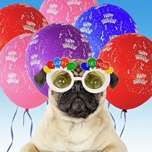 Spectacles: DOG - Pug wearing Happy Birthday glasses with streamers