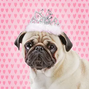 Bored: Dog Pug wearing princess crown
