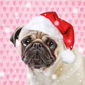 Falling: Dog - Pug wearing a red Christmas Santa hat with