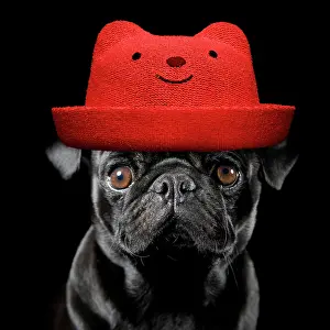 220719: Dog - Pug wearing red hat