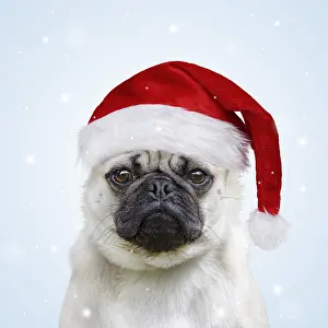 Miserable: DOG. Pug wearing a Santa Hat