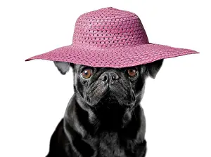 220719: Dog - Pug wearing sun hat