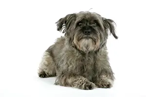 Pugairn: DOG - Pugairn - Pug cross Cairn Terrier