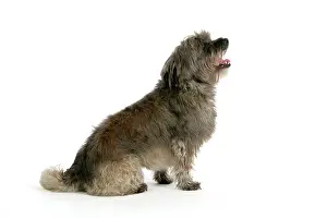 Pugairn: DOG - Pugairn - Pug cross Cairn Terrier