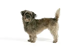 Pugairn: DOG - Pugairn - Pug cross Cairn Terrier