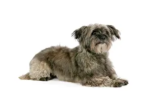 Pugairn: DOG - Pugairn - Pug cross Cairn Terrier