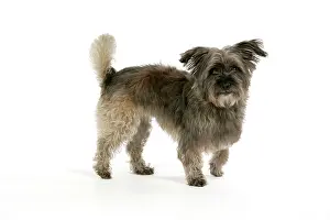 Pugairn: DOG - Pugairn - Pug cross Cairn Terrier
