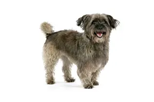 Pugairn: DOG - Pugairn - Pug cross Cairn Terrier