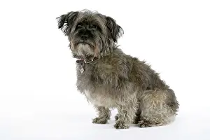 Pugairn: DOG - Pugairn - Pug cross Cairn Terrier