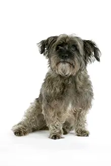 Pugairn: DOG - Pugairn - Pug cross Cairn Terrier