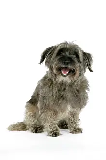 Pugairn: DOG - Pugairn - Pug cross Cairn Terrier