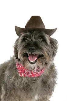 Pugairn: DOG - Pugairn - Pug cross Cairn Terrier wearing